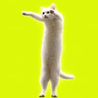 The Longcat (SHIRO) token icon