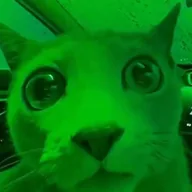 shocked cat (SHOCKED) token icon