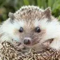 Lil' Shrub (SHRUB) icon