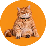 Sitting Cats (SATS) token icon