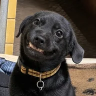 smile dog (SMILEDOG) token icon