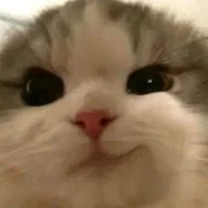 Smirk Cat (SMIRKCAT) token icon