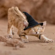 Sand Witch Kitten (SNDWITCH) token icon