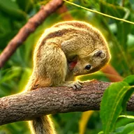 The SelfNut Squirrel (SNUT) token icon