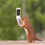 Squirrel On Fone (SOF) token icon