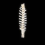 The Spine (SPINE) token icon