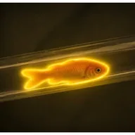 Swimming Tube Fish (STF) token icon
