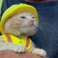 cat wif helmet (SUE) token icon