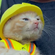 cat wif helmet (SUE) token icon