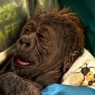 The Chosen Baby Gorilla (SUNDAY) token icon