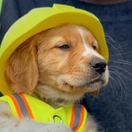 dog wif helmet (SUS) token icon