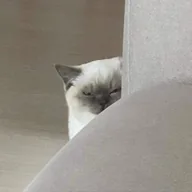 Suspicious cat (SUSCAT) token icon