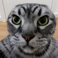 Tai Lung Cat (TAILUNG) token icon