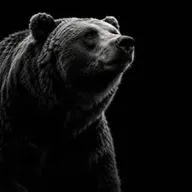 The Black Bear (BEAR) token icon