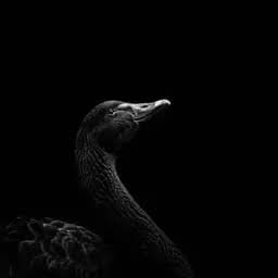 The Black Swan (SWAN) token icon