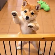 The Dancing Doge (NAGI) token icon