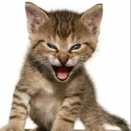 The Roaring Kitty (TRK) token icon