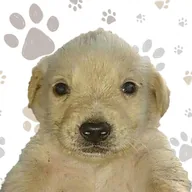 thumbdog (THUMBDOG) token icon