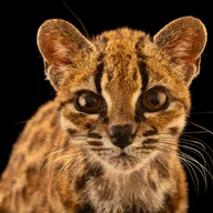 Leopardus Tilcayo (TIGRINO) token icon