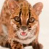 Leopardus tilcayo (TILCAYO) token icon