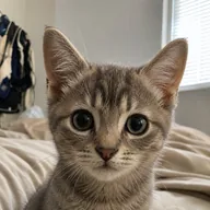 tilly (TILLY) token icon
