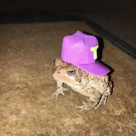 toad wif hat (TOADWIF) token icon