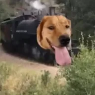 traindog (TRAINDOG) token icon