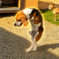 The Two Legged Dog (TREX) token icon