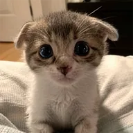 Trilly The Cat (TRILLY) token icon