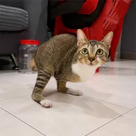 Tutu the Dinocat (TUTU) token icon