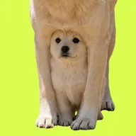 The Underdog (UNDERDOG) token icon