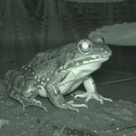 Uniswap Frog (UNIFROG) token icon