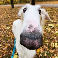 Uno the Borzoi (UNO) token icon