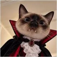 Vamp Cat (VAMPCAT) token icon