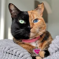 Venus the Two Face Cat (VENUS) token icon