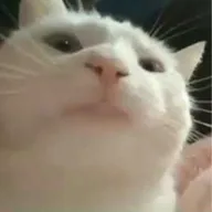 Vibing Cat (VIBECAT) token icon