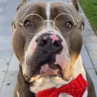 Vito Bully XXL (VITO) token icon