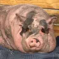 Waddles The Pig (WADDLES) token icon