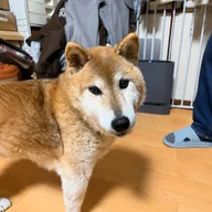 Wako-San (WAKO) token icon
