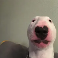 Walter dog (WALTER) token icon