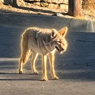 Wendy The Coyote (WENDY) token icon