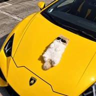 Wen Lambo (WENLAMBO) token icon