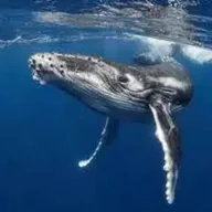 Save The Whales (WHALES) token icon
