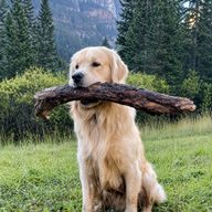 Dog Wif Stick (WIFSTICK) token icon