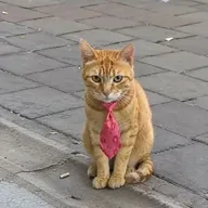 cat wif tie (WIFTIE) token icon