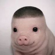 Wigger Piglet (WIGLET) token icon