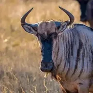 wildebeest (WILDEBEEST) token icon