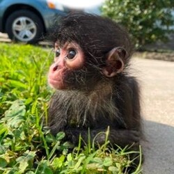 winston spider monkey (WINSTON) token icon