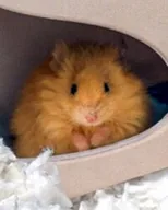 Woolly Mouse (WOOLLY) token icon