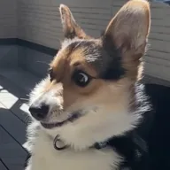 WTH Dog (WTH) token icon